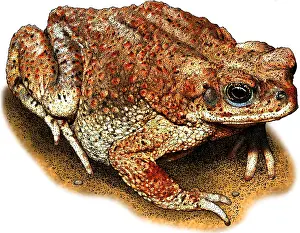 Gerahmter Druck : Rotfleckiger Laubfrosch Gerahmter Druck : Rotfleckiger Laubfrosch