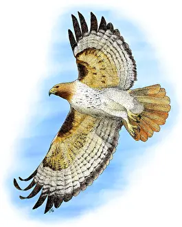 American Birds Drucke: Red-tailed Hawk