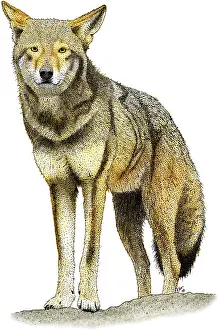 Red Wolf