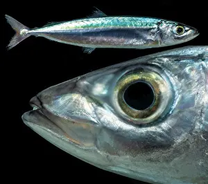 Marine Biodiversity Hotspot Drucke: Redtail Scad (Decapterus tabl)