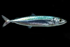Marine Life Mexico Drucke: Redtail Scad (Decapterus tabl)