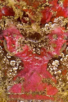 Camouflaged Sea Creatures Drucke: Reef Stone Fish