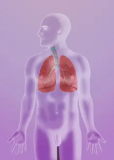 Respiratory System Anatomy Drucke: Respiratory System