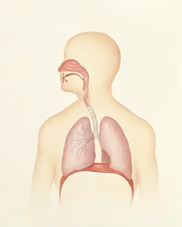 Respiratory Tract Anatomy Drucke: Respiratory tract