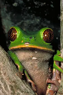 Ecuador Rainforest Animals Drucke: Reticulate eye monkey frog