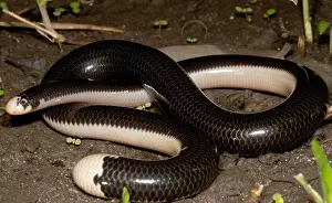 Netzschleifenwurm-Schlange