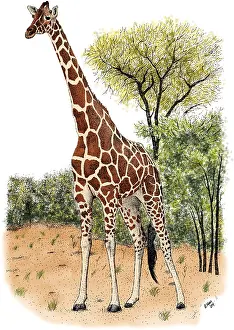 Wildlife Artwork Drucke: Reticulated Giraffe