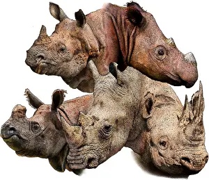 Wildlife Art Drucke: Rhino collage