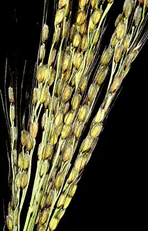 Poaceae Family Plants Drucke: Rice plants