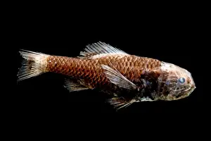 Bony Fish Drucke: Ridgehead Fish