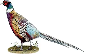 Wildlife Illustrations Drucke: Ring-Necked Pheasant