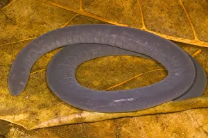 Amphibian Species Drucke: Rio Cauca Caecilian