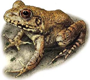 Wildlife Art Prints Drucke: River Frog