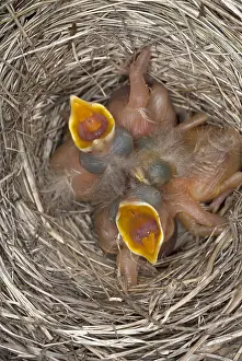 Gerahmter Druck : Jungvögel der Eichelhäherin Gerahmter Druck : Jungvögel der Eichelhäherin
