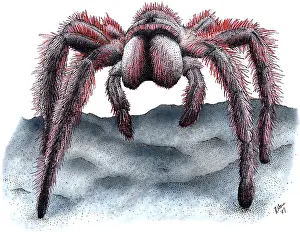 Rosafarbene Vogelspinne