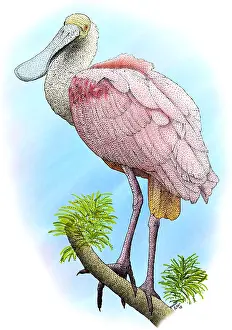 American Wildlife Art Drucke: Roseate Spoonbill