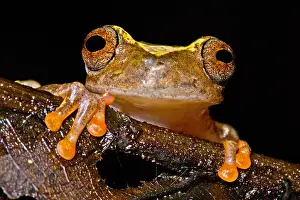 Ross Allens Baumfrosch