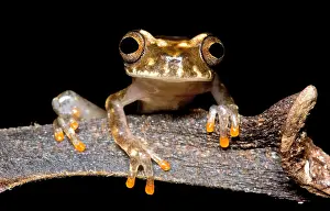 South American Frogs Drucke: Ross Allen's Treefrog