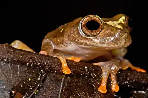 Amazon Rainforest Fauna Drucke: Ross Allen's Treefrog