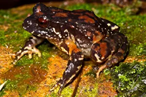 South American Frogs Drucke: Rosy Ground Frog