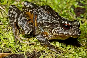 South American Frogs Drucke: Rosy Ground Frog