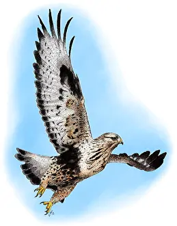 North American Bird Species Drucke: Rough-legged Hawk