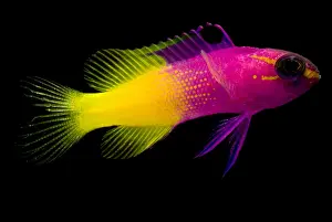 Coral Reef Animals Drucke: Royal Gramma