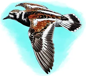 Charadriiformes Shorebirds Drucke: Ruddy turnstone