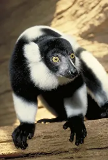 Primate Animals Drucke: Ruffed Lemur