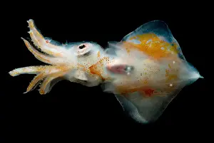 Deep Sea Squid Drucke: Ruppell's Octopus Squid