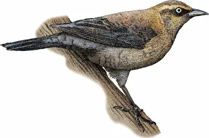 Animal Illustrations Online Drucke: Rusty Blackbird