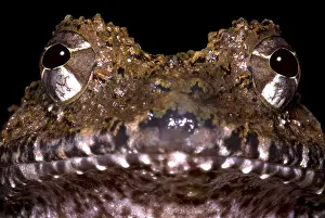 Central American Frogs Drucke: Rusty Robber Frog