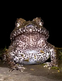 Amphibian Conservation Drucke: Rusty Robber Frog