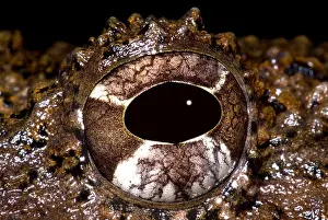 Amphibian Conservation Drucke: Rusty Robber Frog