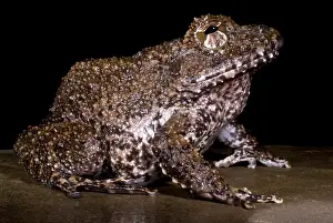 Amphibian Conservation Drucke: Rusty Robber Frog