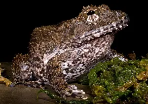 Amphibian Conservation Drucke: Rusty Robber Frog