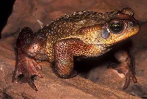 Brazilian Wildlife Images Drucke: Rusty Toad