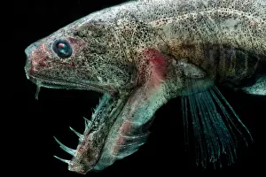 Sabertooth (Odontostomops normalops)