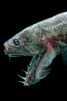 Deep Sea Fish Drucke: Sabertooth (Odontostomops normalops)