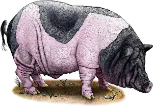 Mammal Illustrations Drucke: Saddleback Pig