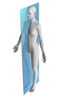 Human Body Illustration Drucke: Sagittal Plane