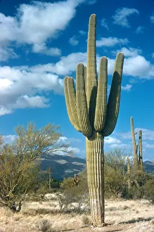 Saguarokaktus
