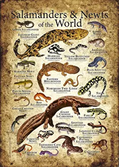 Nature Illustrations Drucke: Salamanders and Newts of the World
