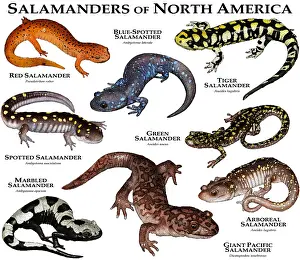 Salamander Nordamerikas