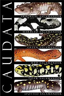 Salamander, Poster