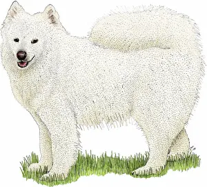 Samoyed Breed Drucke: Samoyed