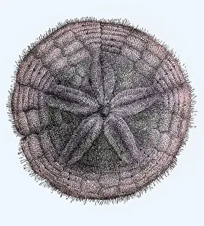 Historical Drawing Drucke: Sand Dollar, Echinoderm