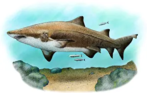 Sand Tiger Shark Drucke: Sand Tiger Shark