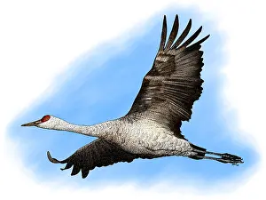 Birds Of America Illustrations Drucke: Sandhill Crane