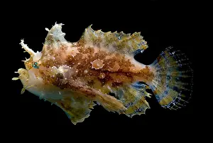Camouflage Fish Drucke: Sargassumfish